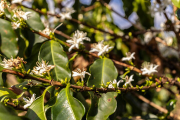 Coffee tree blossom with white color flowers with selective focus in Sao Paulo state, Brazil