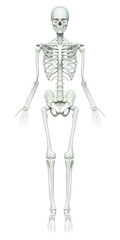 立っている女性の全身正面の骸骨の人体骨格模型のイラスト