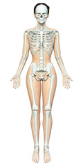 女性の全身正面の身体の上に骸骨が載っているイラスト