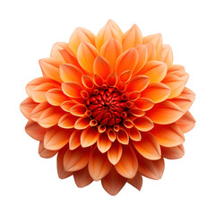 orange dahlia flower isolated on transparent background Remove png, Clipping Path