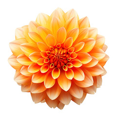 orange dahlia flower isolated on transparent background Remove png, Clipping Path