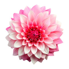 pink dahlia isolated on transparent background Remove png, Clipping Path