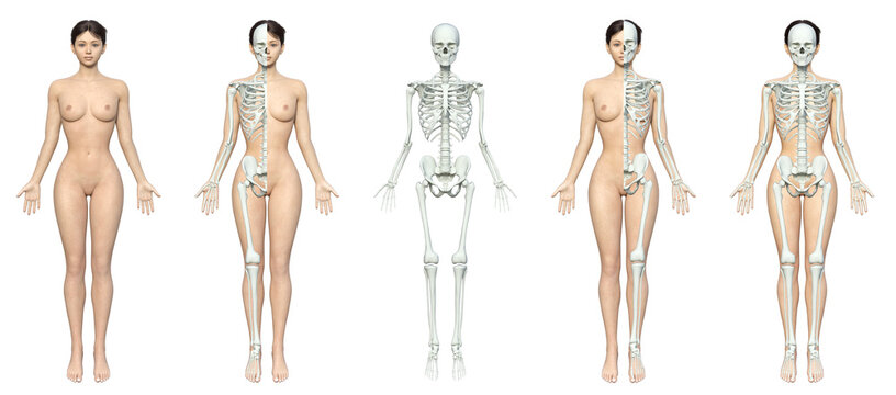 半身が骨の模型になっている3Dモデル女性と骨と人体のイラストセット5パターン