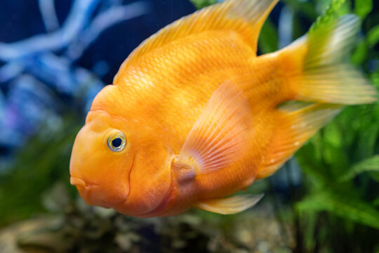 Orange parrot fish in the aquarium. Red Parrot Cichlid. Aquarium fish