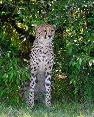 Cheetah enjoying some shade in the Masai Mara, Kenya