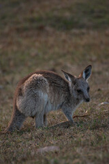 Wildlife Australia Kangaroo