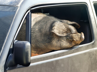A pig looks out of the driver's window of a car