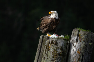 Bald Eagle on a post with kill