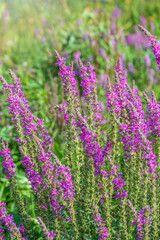 Summer Flowering Purple Loosestrife, Lythrum tomentosum on a green blured background.