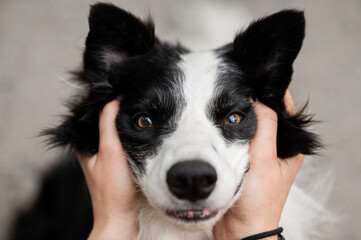 The owner squeezes the muzzle of the border collie dog outdoors. 