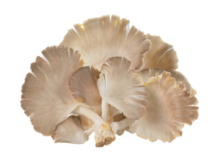 oyster mushroom on transparent png © sommai