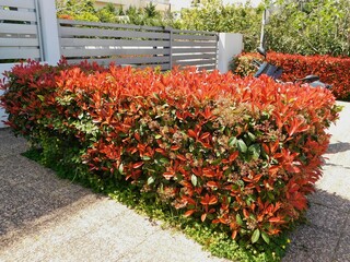 Photinia fraseri red robin hedges with red and green leaves, in a garden in Attica, Greece