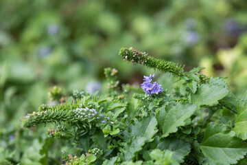 A rare purple Speedwell growing off the coast of Busan, South Korea. Veronica pusanesis Y.Lee, 	Pseudolysimachion pusanensis (Y. N. Lee) Y. N. Lee