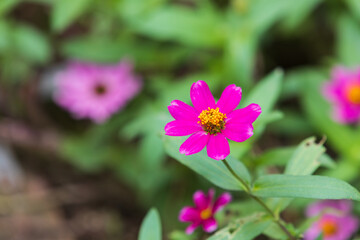 A narrowleaf zinnia with dark pink leaves found in a botanical garden. Zinnia angustifolia
