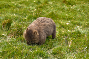 A wild wombat in Cradle Mountain – Lake St Clair National Park, Tasmania, Australia