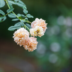 Apricot colored buff beauty roses. Rosa 'Buff Beauty'