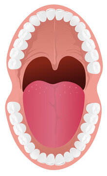 Oral cavity or human mouth vector for biology education
