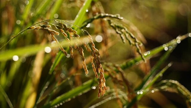 朝露の降りた稲穂が朝陽に輝いています