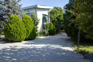 Office garden, garage entrance, Cupressus macrocarpa 'Goldcrest', pine trees