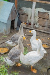 Obraz premium Several geese grazing in the yard in the village. High quality photo