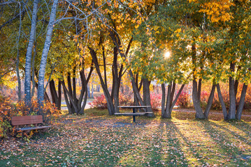 Picnic table in autumn at Gull Lake Provincial Park, Alberta, Canada - obrazy, fototapety, plakaty