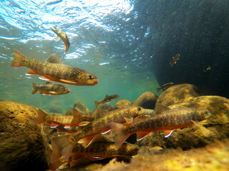 Naklejka na ściany i meble Underwater photography of Oshorokoma in Rausu, Shiretoko, Hokkaido