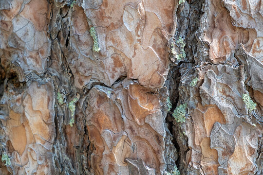 A close-up photo of a tree trunk. There is a forest in the background, and free space for text. The bark of the trunk is infected with pests. Bark destroyed by the weather. 