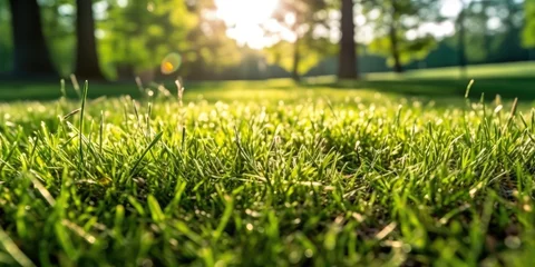 Tuinposter Green lawn lit by sunlight © piai