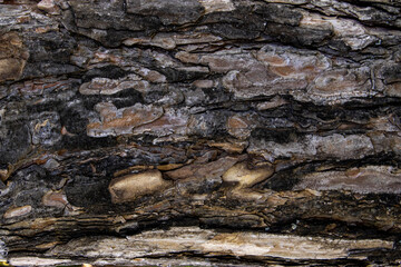 Tree Body, Backgorund, Texture, Pattern