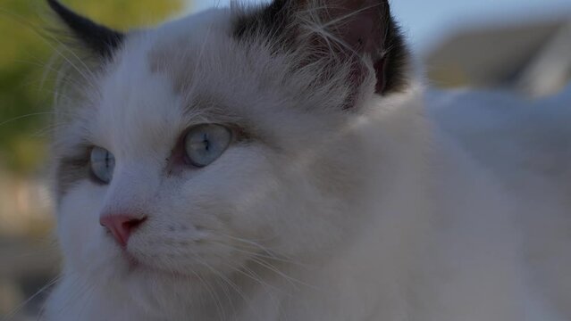 head shot close up clip of a white ragdoll cat kitten outdoor in sunny day
