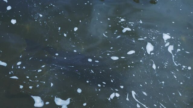 chinook salmon swimming in water spawning in fall