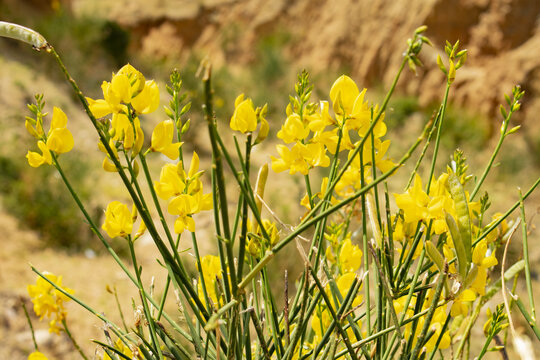 field of retama flower over huancayo