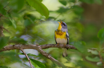Fototapeta premium Northern Parula, 