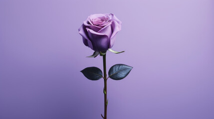 Purple rose with green leaves on purple background