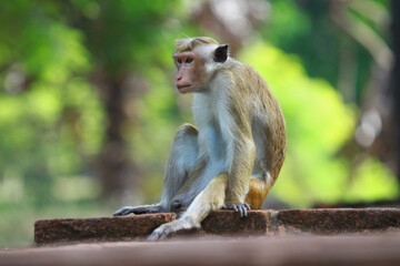 Monkey