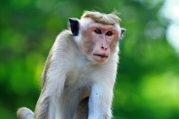 portrait of macaque