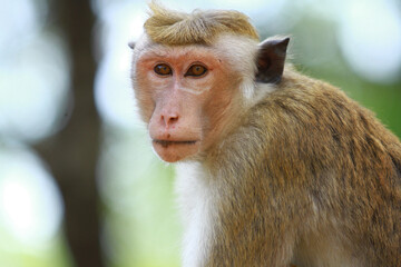 Obraz premium portrait of a macaque