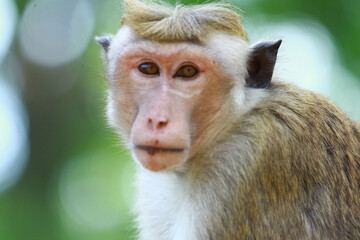 close up of a macaque