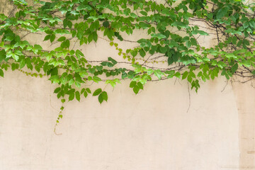 ivy isolated on a white background. - obrazy, fototapety, plakaty