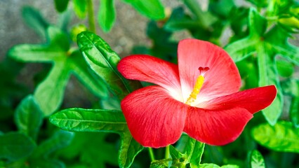 開花したハイビスカス（扶桑花　仏桑花）