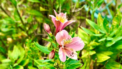 公園に咲くピンクのアルストロメリア