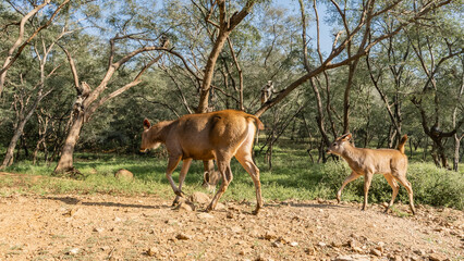 Wild animals came out of the jungle. Mother and baby Indian deer sambar rusa unicolor walk on the side of a dirt road. The board is hiding in the grass. Langurs monkeys were sitting on the branches