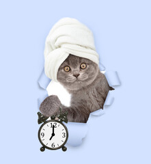 Cute cat with towel on it head and with cream on it face looking through the hole in blue paper and showing the alarm clock