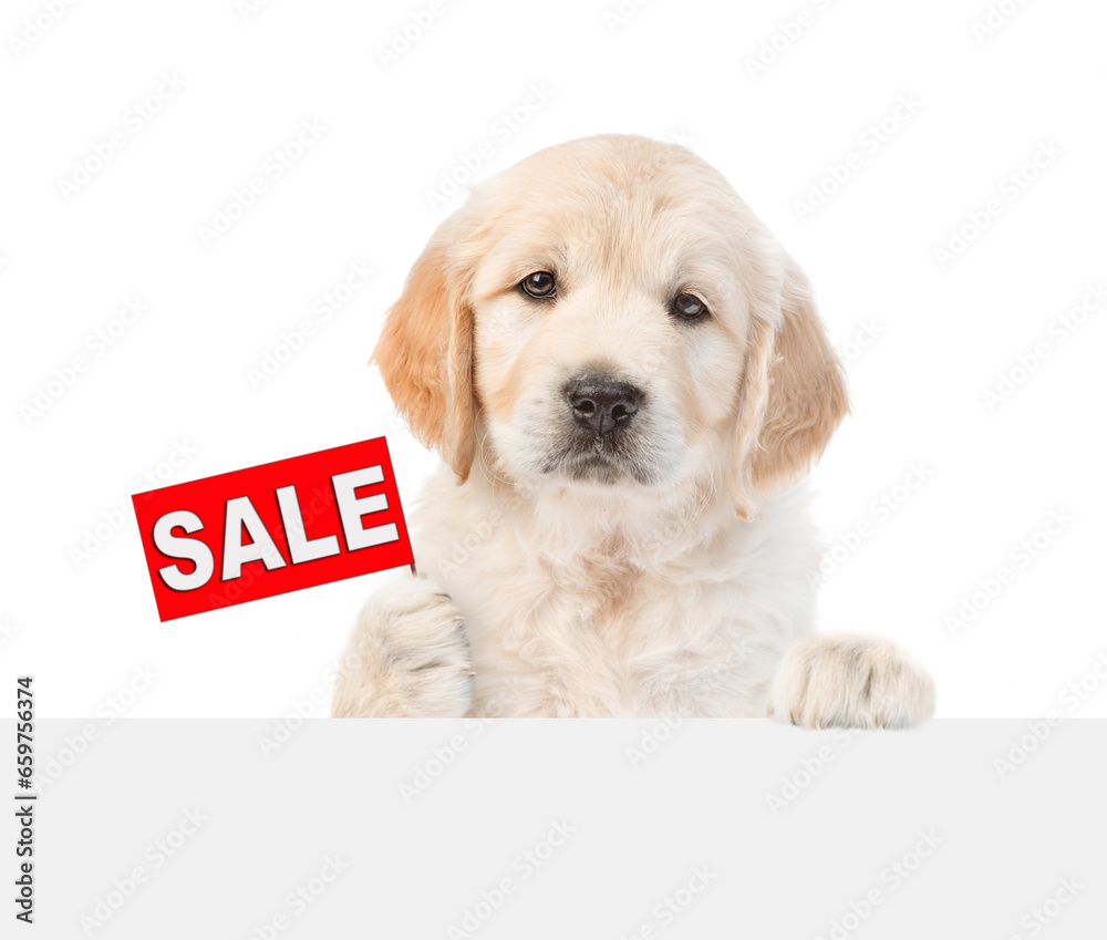 Poster smart golden retriver puppy shows signboard with labeled 