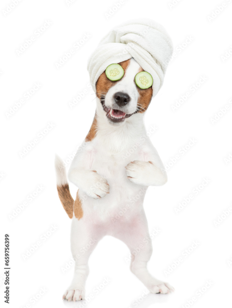 Poster funny jack russell terrier puppy with towel on it head and with a piece of cucumber on it eyes relax