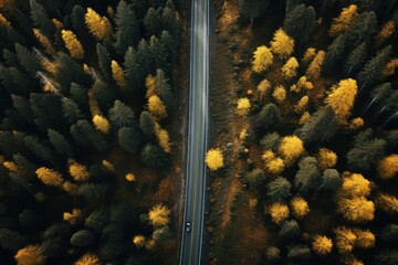 White trucks driving on asphalt road along the autumn forest. Road seen from the air. Aerial view landscape. shooting from a drone