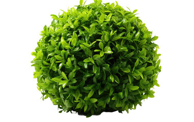 Green Bush a Vibrant Element of the Natural Landscape Isolated on Transparent Background PNG.