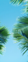 Fototapeta premium Tropical background. Palm tree leaves and clear blue summer sky