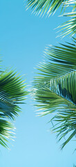 Tropical background. Palm tree leaves and clear blue summer sky