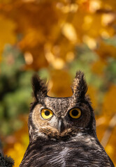 great horned owl
